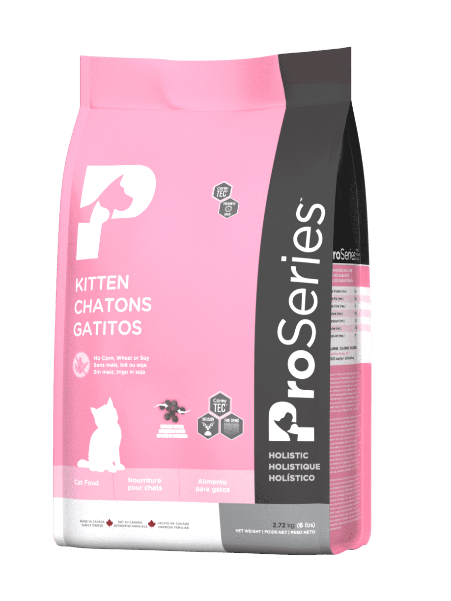 Proseries Kitten Chaton Gatitos Proseries Kitten Chaton Gatitos
